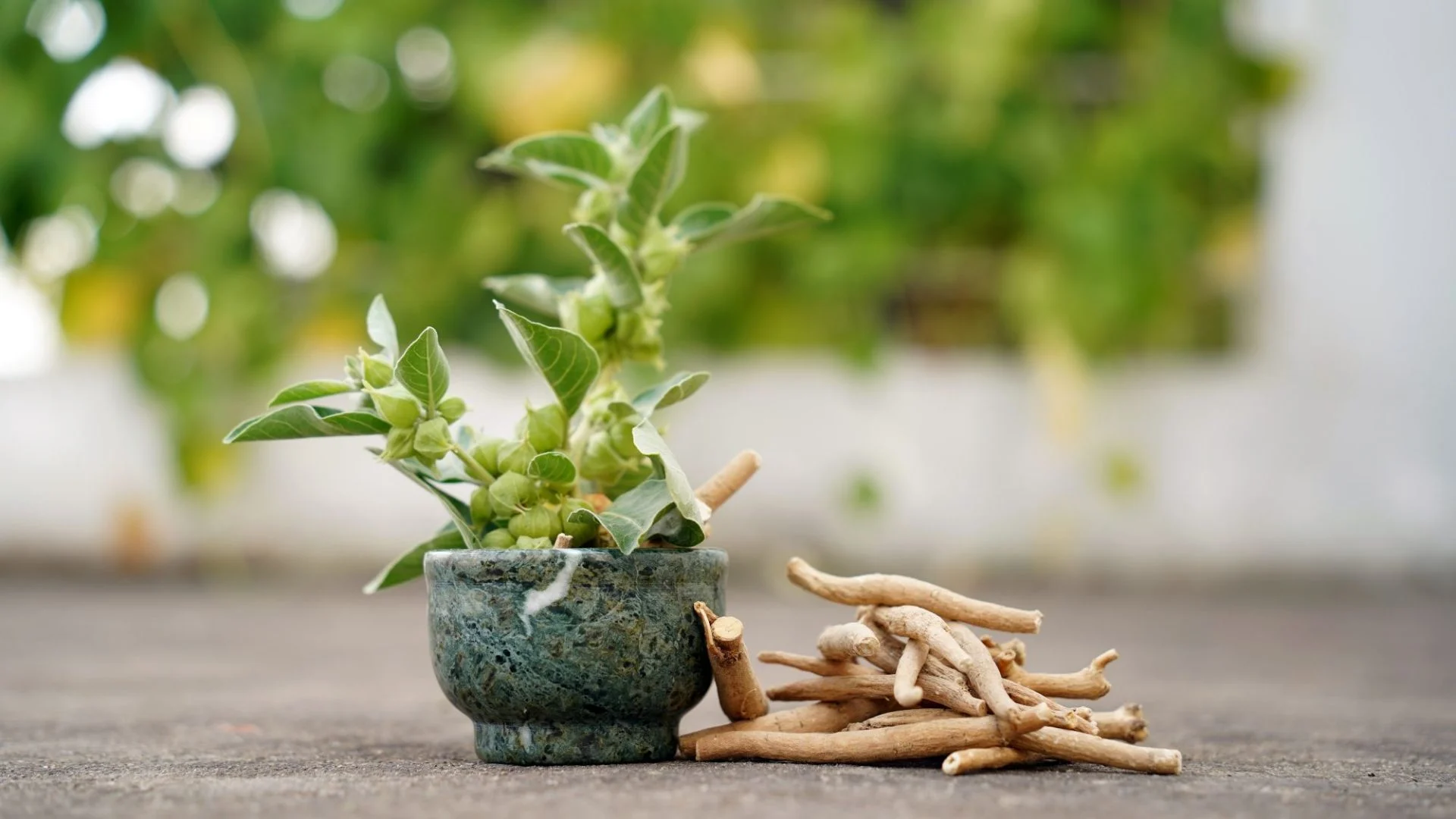 ashwagandha